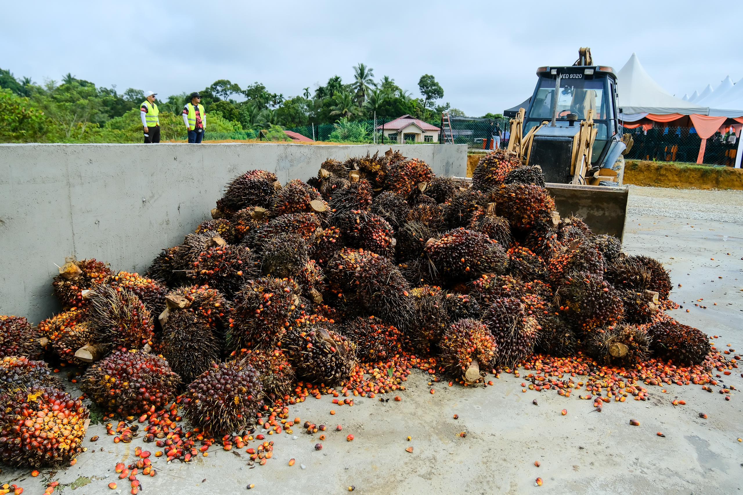 PMS Felda bantu peneroka urus kebun, hasil secara sistematik